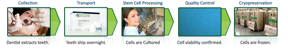 Stem cell banking process